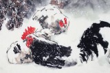 王向陽 六尺《九雞臥雪圖》 中國美術(shù)家協(xié)會(huì)會(huì)員