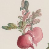 【已售】黃云鴻 三尺斗方《心里美》