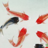 【已售】凌雪 四尺斗方《富貴有余》 北京美協(xié)會(huì)員